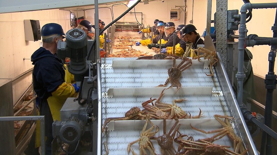 Des travailleurs de l'usine de transformation du crabe des neiges E. Gagnon et fils.