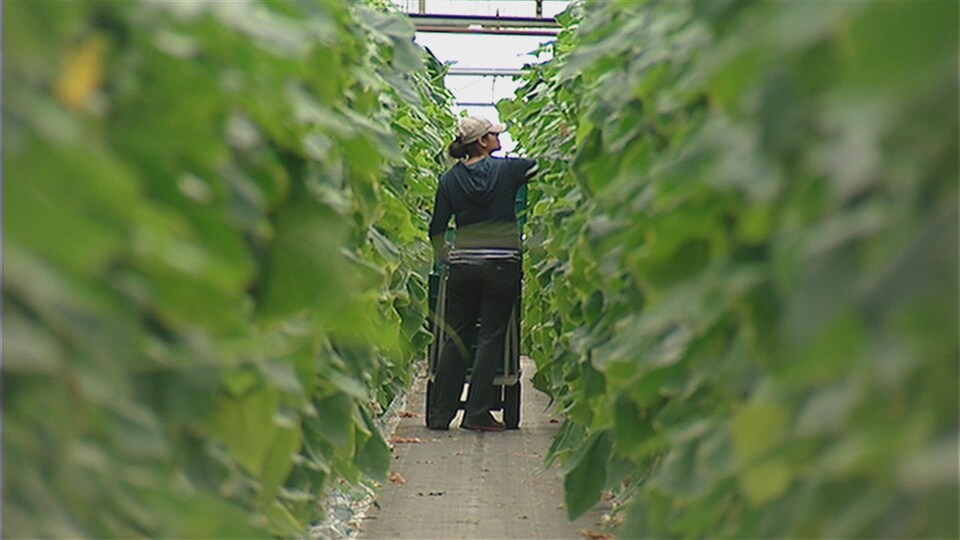 On voit de loin dans une allÃ©e de serre une femme en train de cueillir des lÃ©gumes. 