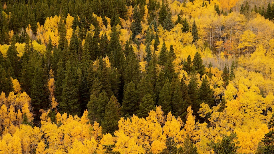 Deux personnes sont assises sur un rocher, au milieu d'une forêt de pins et de trembles au coeur d'une forêt du Colorado.