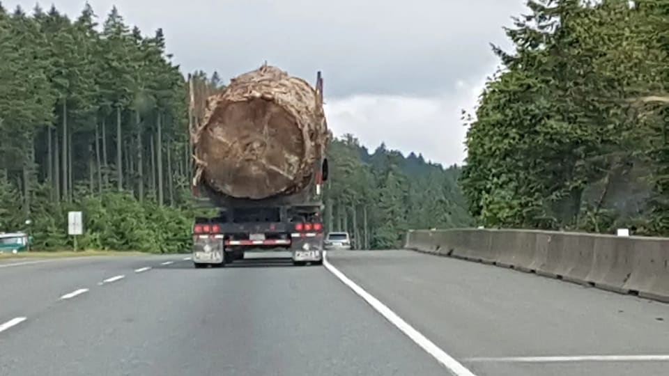 Un immense tronc d'arbre sur une remorque.