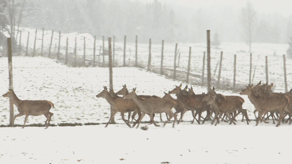 Des cerfs courant dans la neige.