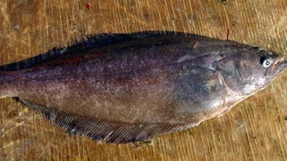 Flétan du Groënland, aussi appelé turbot