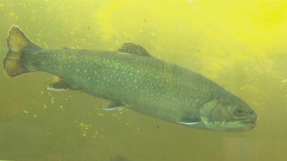 Fin abrupte de la pêche à la truite dans la rivière à Mars