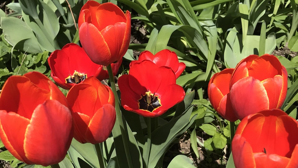 Des tulipes qui ont poussé en mai à Québec.