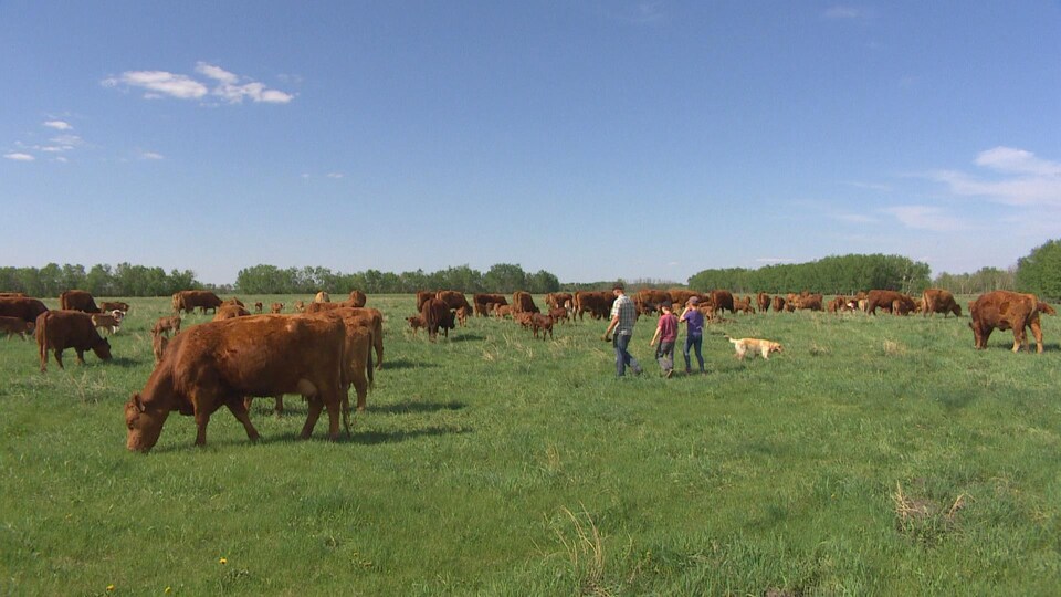 Tyler Fulton marche dans un champ, avec son garçon, sa fille et son chien à sa droite, entouré de vaches brunes.