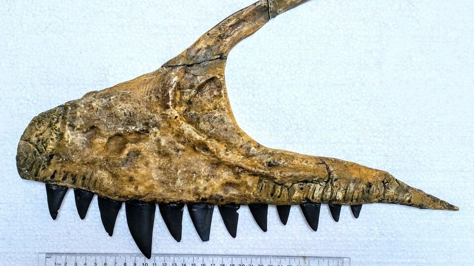 Mâchoire supérieure de l'Ulughbegsaurus.