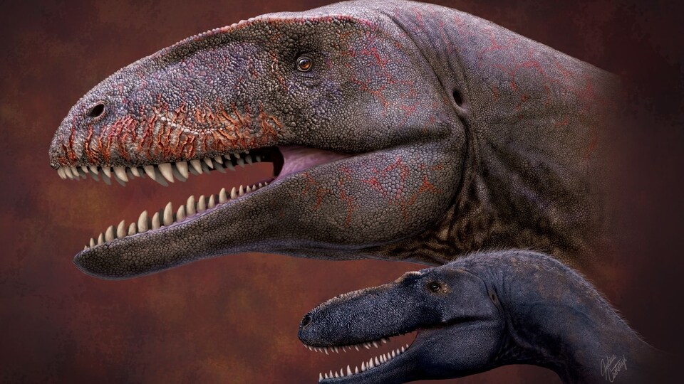 Tête d'Ulughbegsaurus et de tyrannosaure.