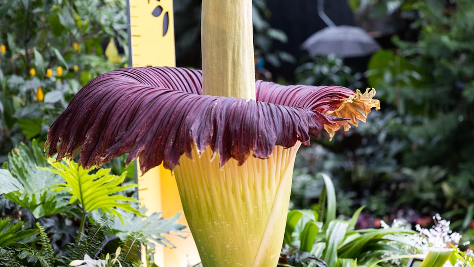 La fleur cadavre lâche son odeur nauséabonde au conservatoire Bloedel
