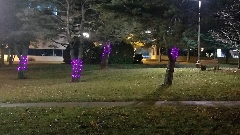 Arbres illuminés en violet.