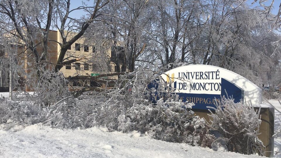 Des arbres dans le campus ploient sous le poids du verglas.