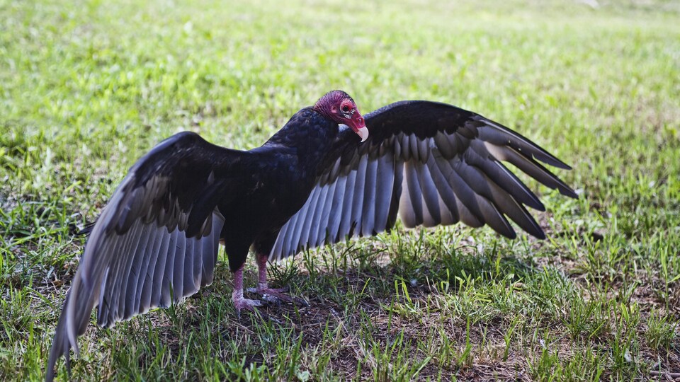 Un urubu à tête rouge posé sur l'herbe déploie ses ailes.