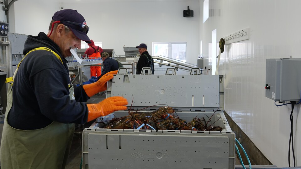 Un homme ferme un bac de homards dans une usine de tri.