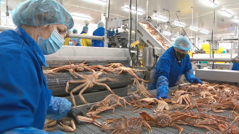 Deux personnes dans l'usine trient des crabes morts.