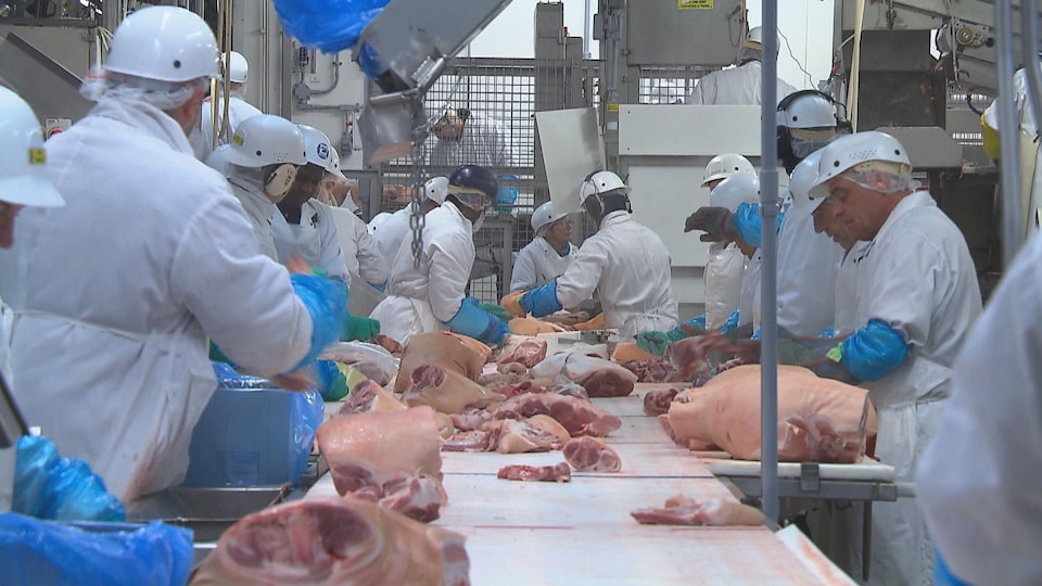 Des employés de l'usine Olymel de Yamachiche découpent des pièces de porc.