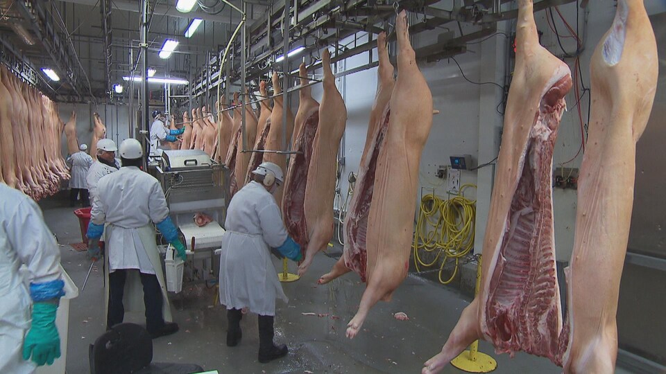 Des employés de l'usine d'Olymel, à Yamachiche, travaillent sur des carcasses de porcs.