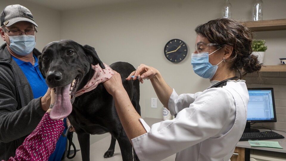 Une femme vaccine un chien noir qui est visiblement calme.