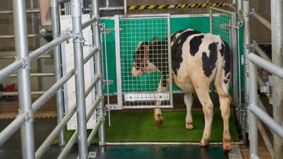 Une vache entre dans un enclos.