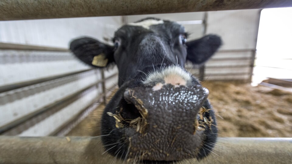 Une vache en très gros plan.