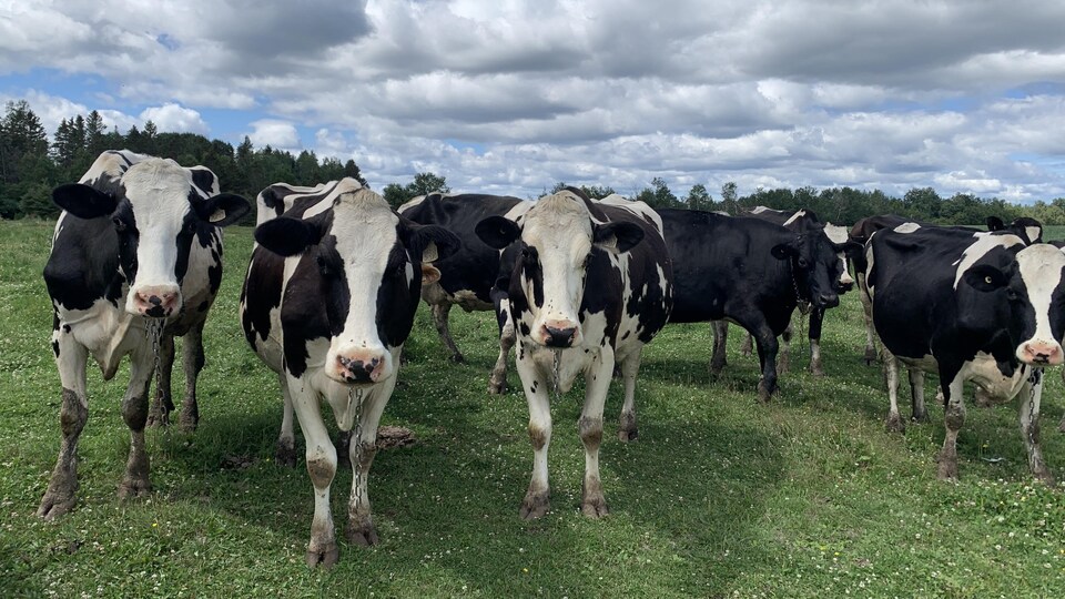 Du Repit Pour Les Producteurs Agricoles Radio Canada Ca