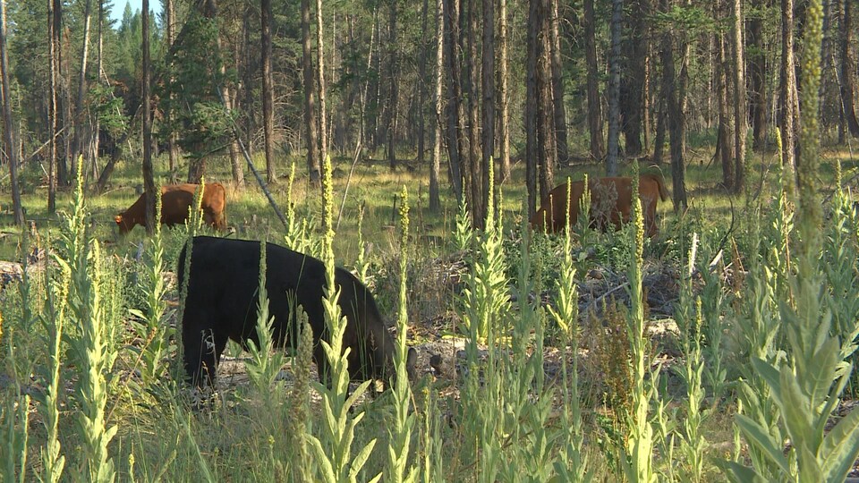Trois vaches, entourées d'herbe, broutent dans un sous-bois.
