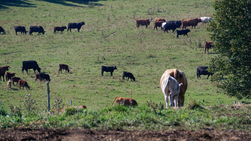 Des vaches dans un champ.