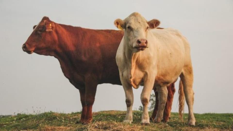 A white cow and a brown cow stand side by side in a field.