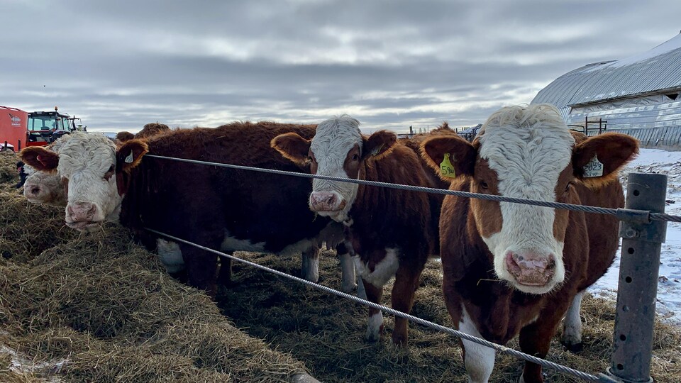 Deux vaches mangent du foin, les deux autres regardent l'objectif.