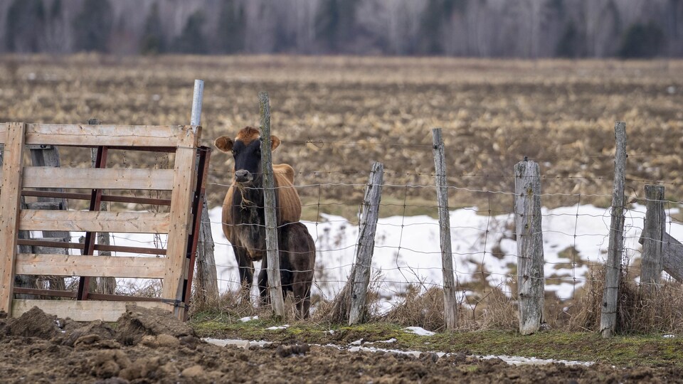 Une vache et un veau dans un enclos.