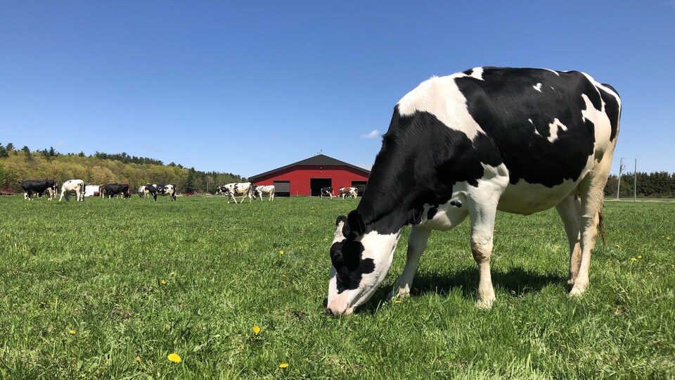 De Plus En Plus De Producteurs De Lait Biologique Au Quebec Radio Canada Ca