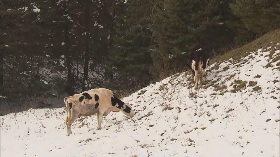 Deux vaches broutent dans un champ enneigé. 