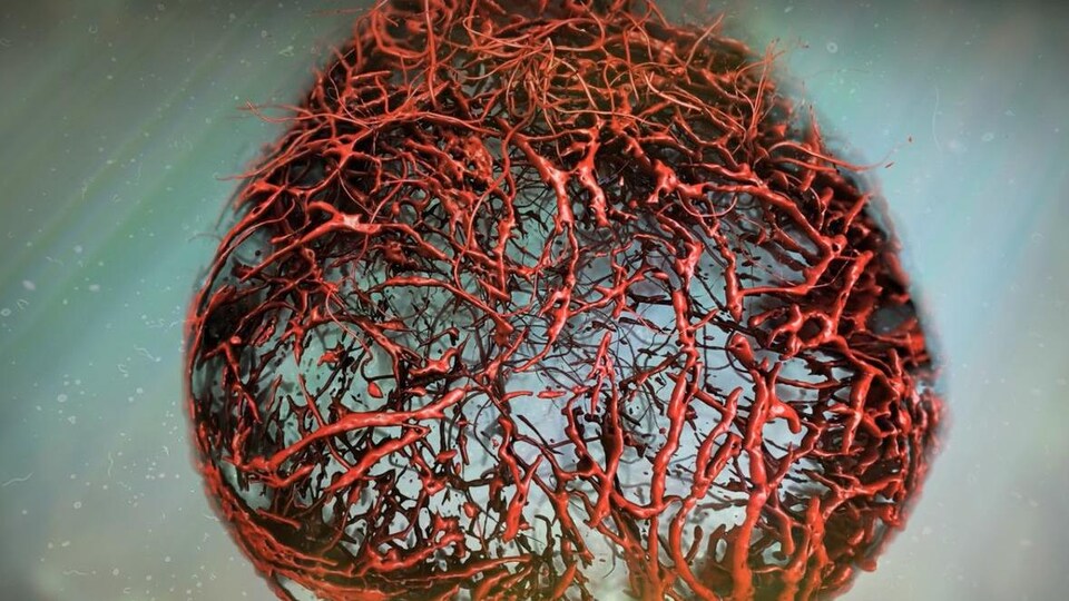 Des vaisseaux sanguins entremêlés. 