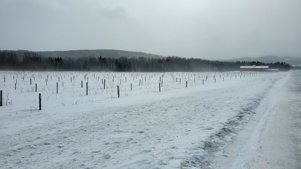 Derrière un champ, on voit apparaitre au loin le bâtiment de l'entreprise agricole.