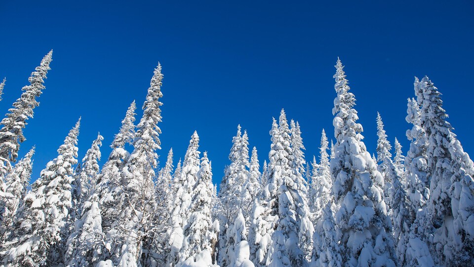 Des conifères enneigés sur un fond de ciel bleu.