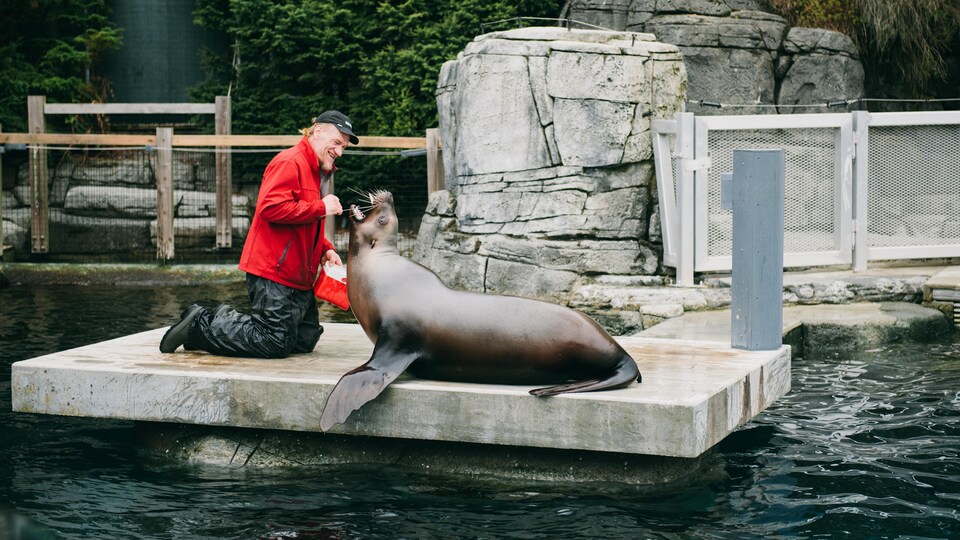 Un employé de l'Aquarium de Vancouver nourrit un phoque.