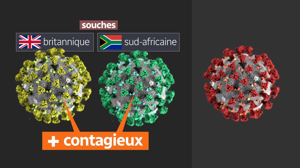 Des amas de protéines illustrent les mutations du virus.