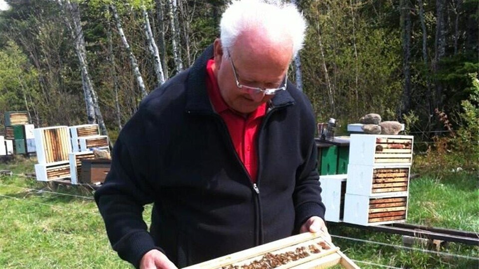 L'apiculteur Paul Vautour regardent des abeilles mortes dans une ruche