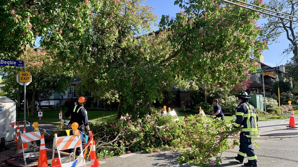 Des pompiers retirent des branches d'un arbre à Victoria, le 18 mai 2022.