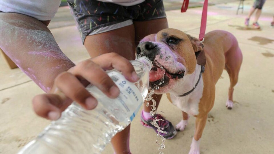 A man's hand holds a plastic water bottle and gives a drink to a dog.