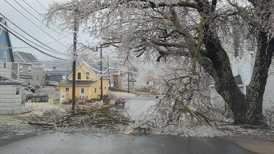 Un arbre couvert de verglas dont une grosse branche a cassé et bloque la route.