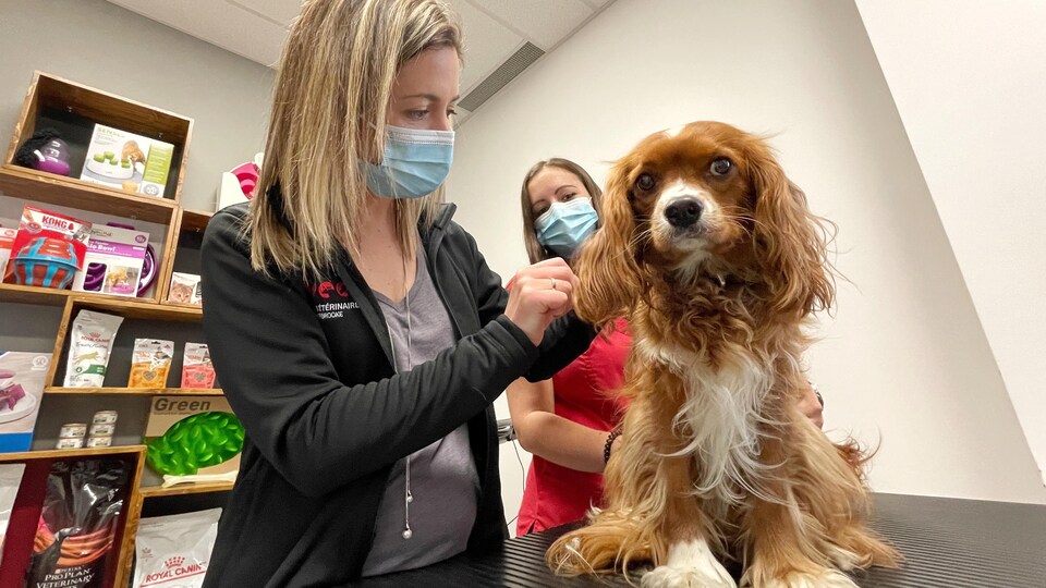 Un chien se fait vacciner par une femme.