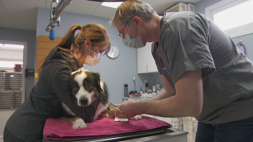 La technicienne vétérinaire, Émilie Gendron, tient un chien pendant que le Dr Alain Chénard lui fait une prise de sang.