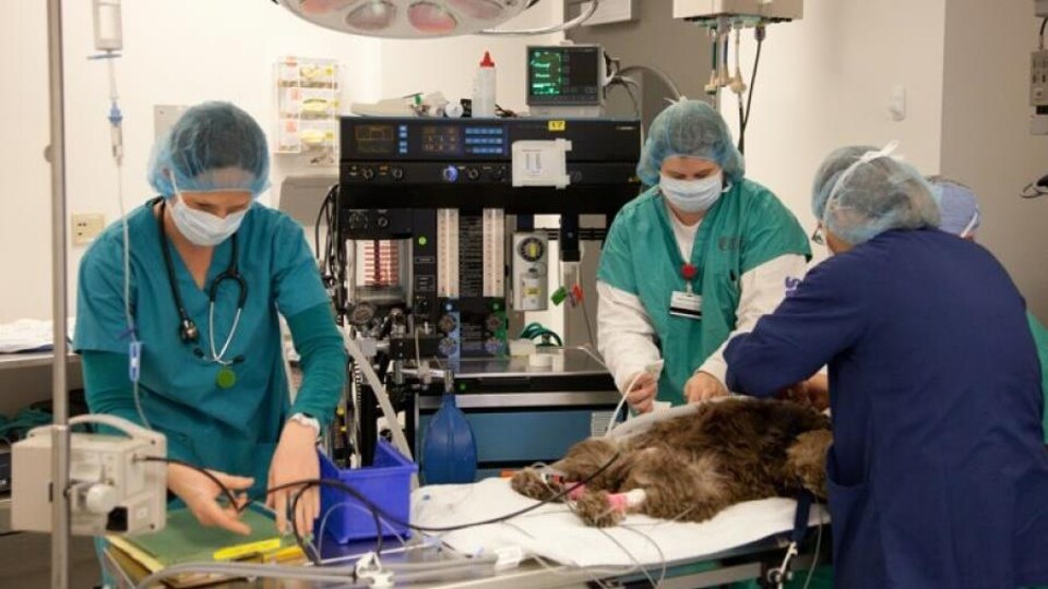 Des anesthésistes vétérinaires opèrent un animal. 