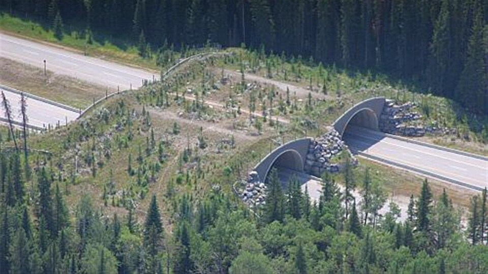 Viaduc pour animaux aux États-Unis