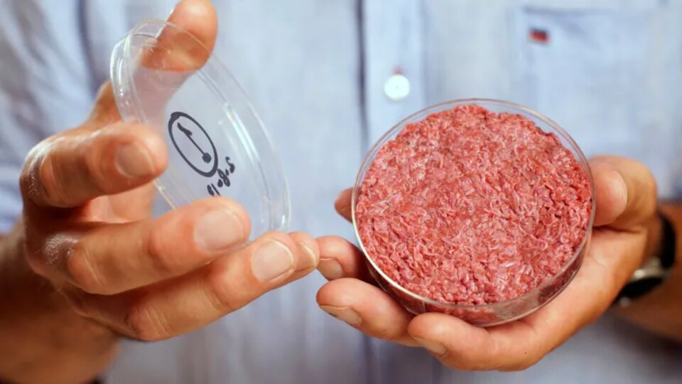 De la viande dans une boîte de Petri.