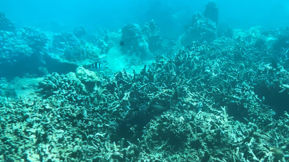 Le Vietnam a interdit la baignade et la plongée sous-marine dans un site touristique populaire afin de tenter de ranimer le récif corallien endommagé.