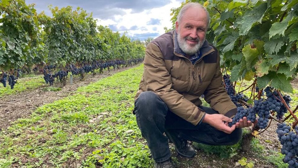 Un vigneron tient une grappe de raisins.