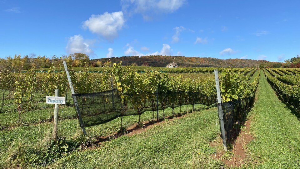 Des rangs de vigne s'étendent dans un champ sous un ciel bleu.