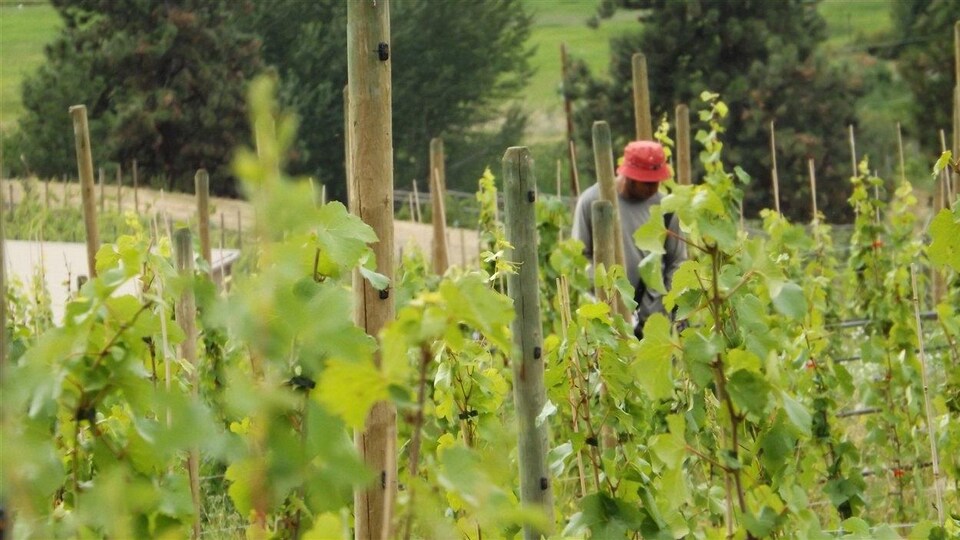 Un travailleur debout au milieu de vignes dans l'Okanagan.