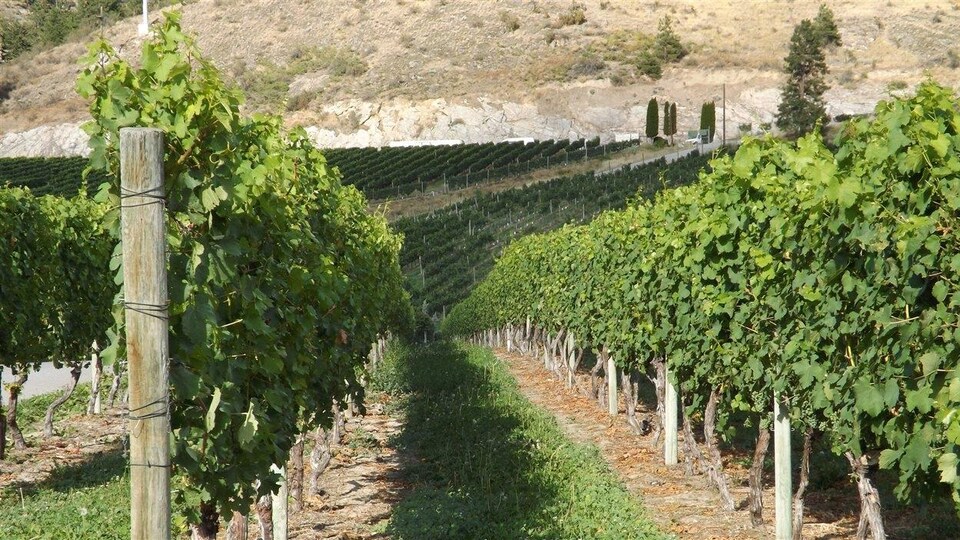 Des vignes du vignoble Blasted Church dans l'Okanagan