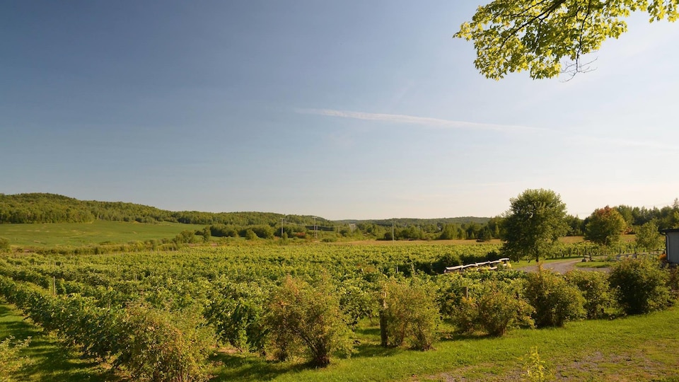 Des vignes à perde de vue dans les champs.